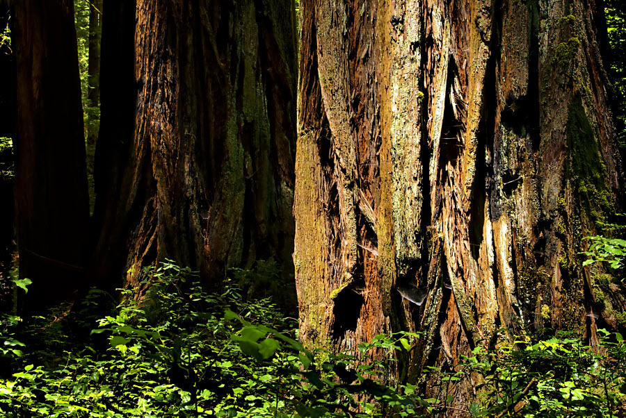 Forest Scene #34